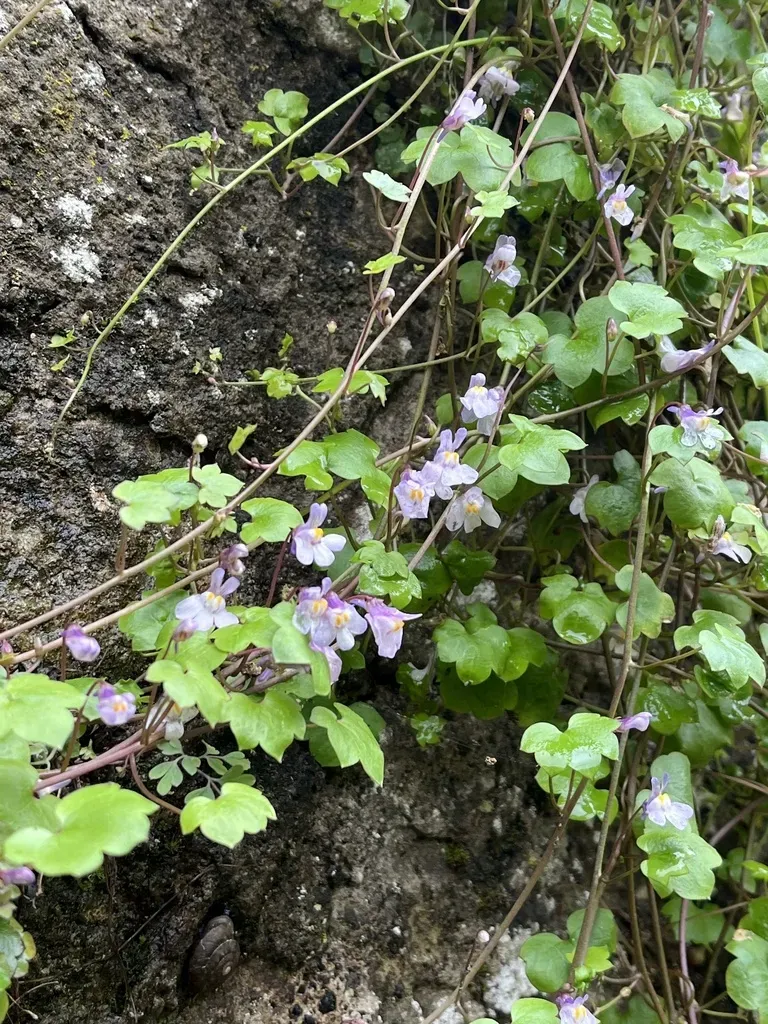Ivy-leaved Toadflax