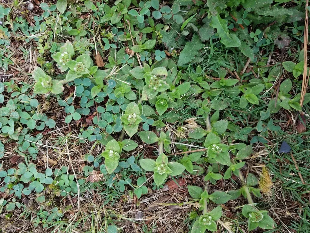 South American Mexican Clover
