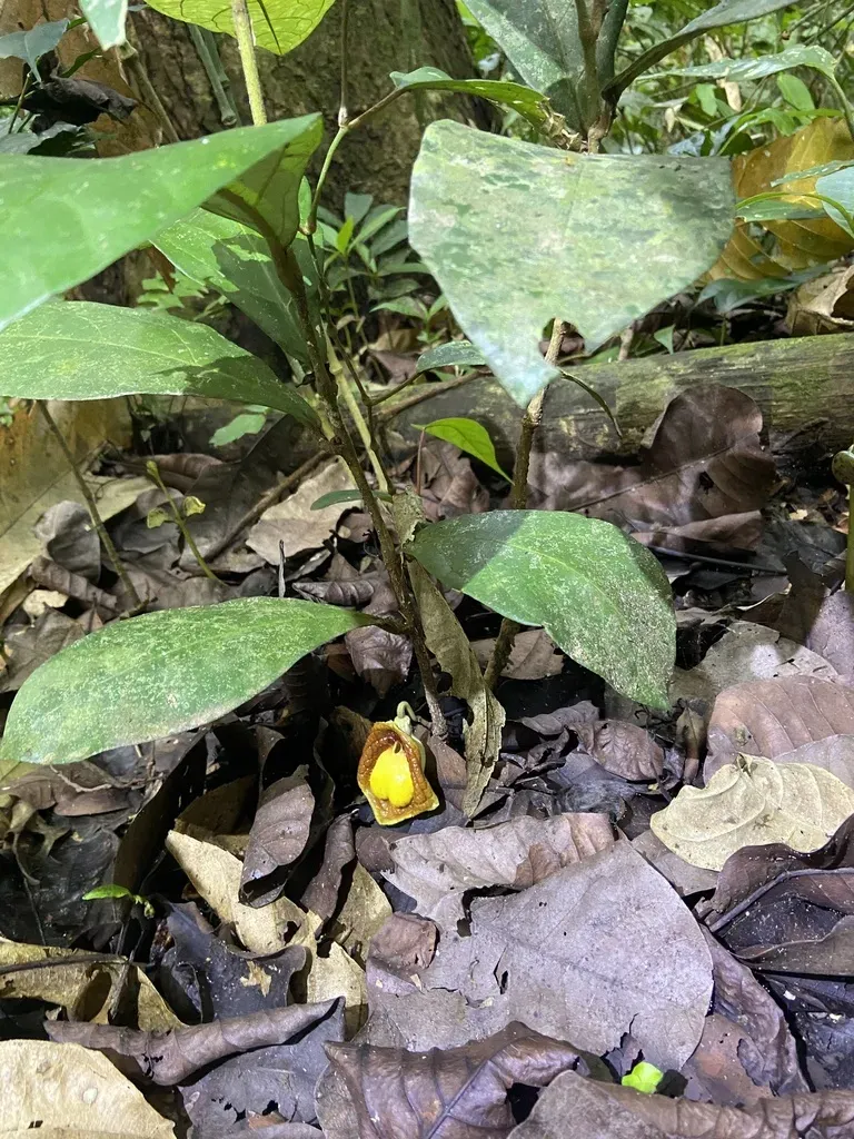Aristolochia Panamensis