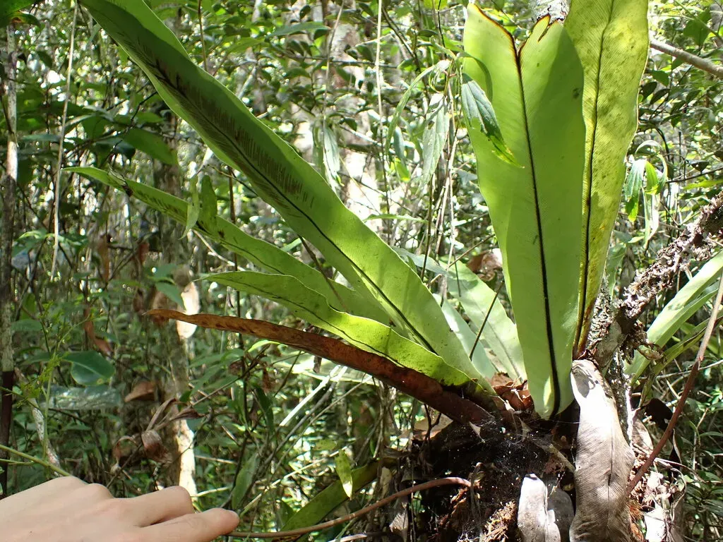 Asplenium Mauritianum
