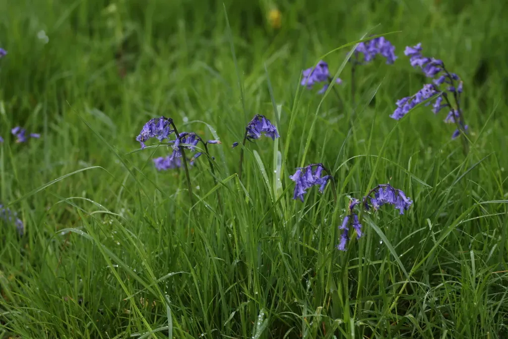 English Bluebell