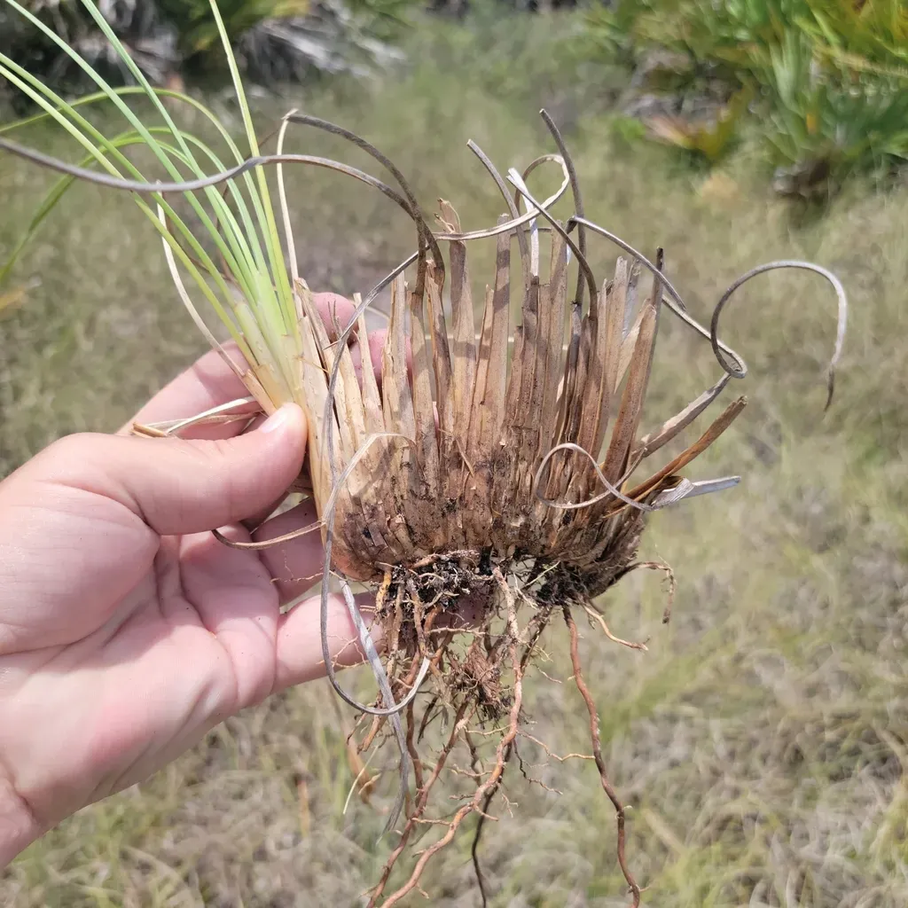 Cutthroatgrass