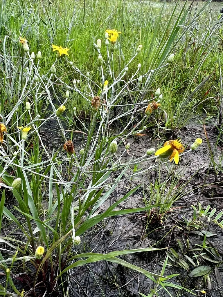West Gulf Grassleaf-goldenaster