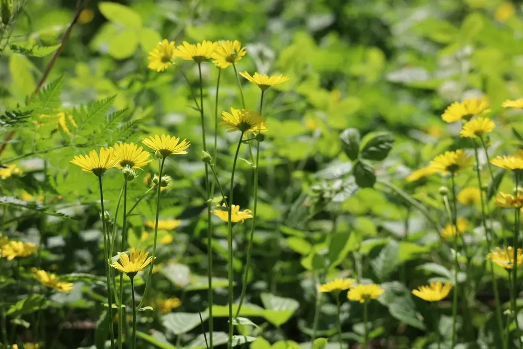 Great Leopard's Bane