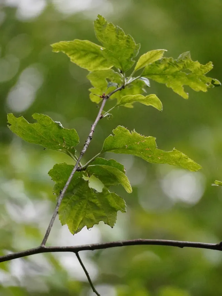Sharp-toothed Whitebeam