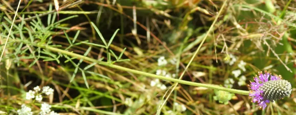 Compact Prairie Clover