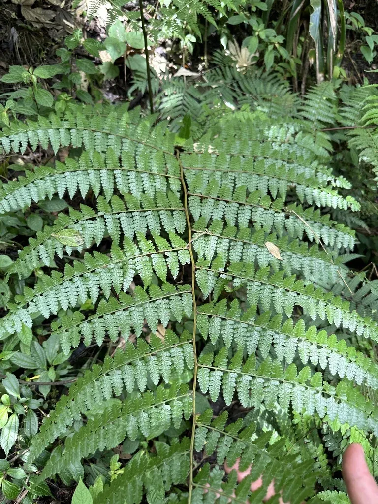 Dennstaedtia Globulifera
