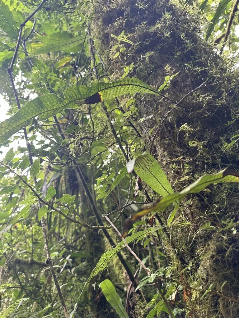 Campyloneurum Repens