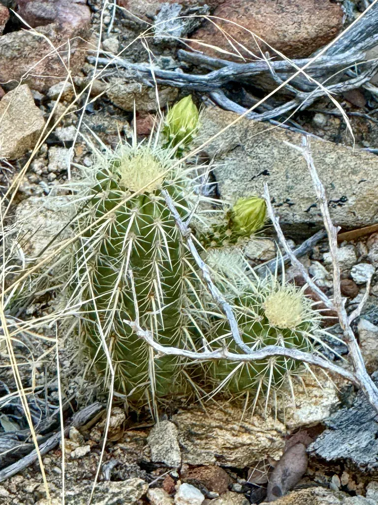 Leding's Hedgehog Cactus
