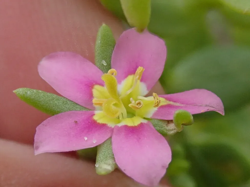 Sand Rose Gentian