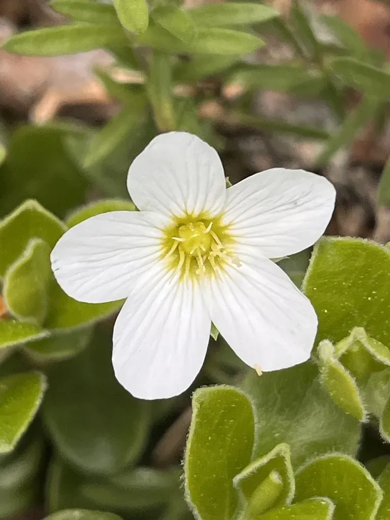 Mountain Sandwort