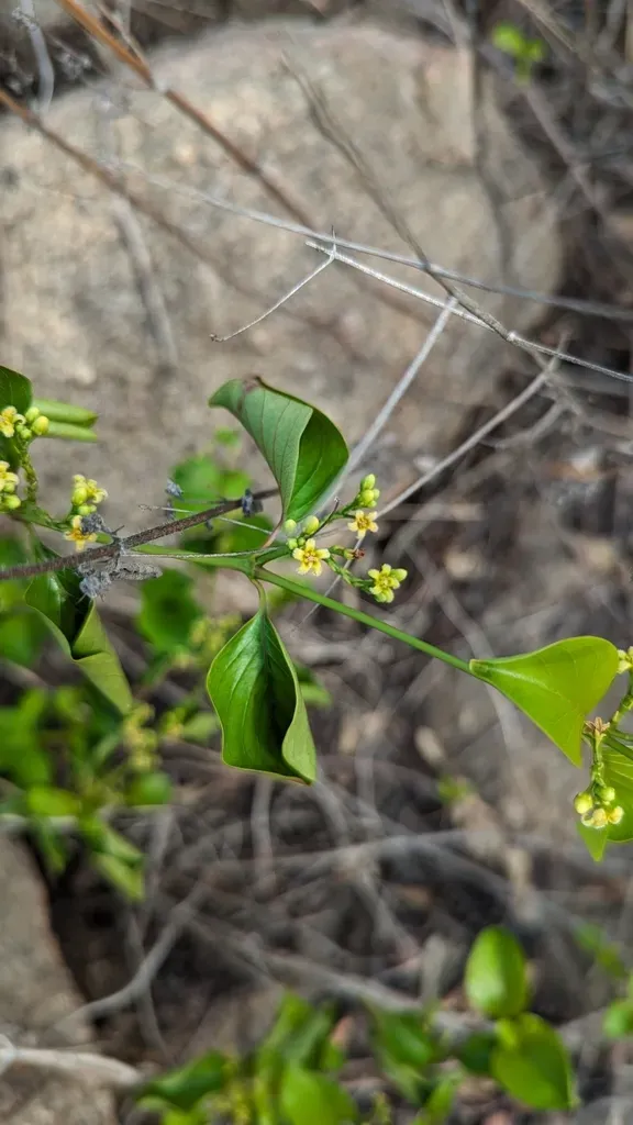 Decalepis Hamiltonii