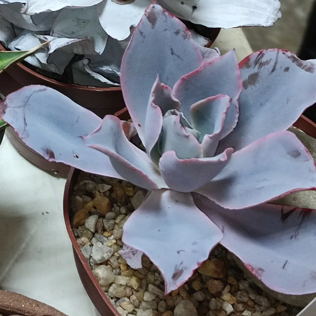 Echeveria Cante