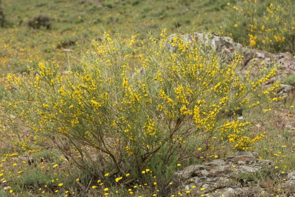 Genista Cinerascens