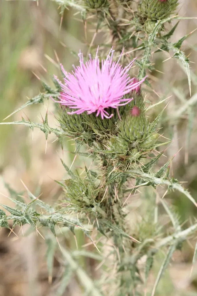 Carpetan Thistle