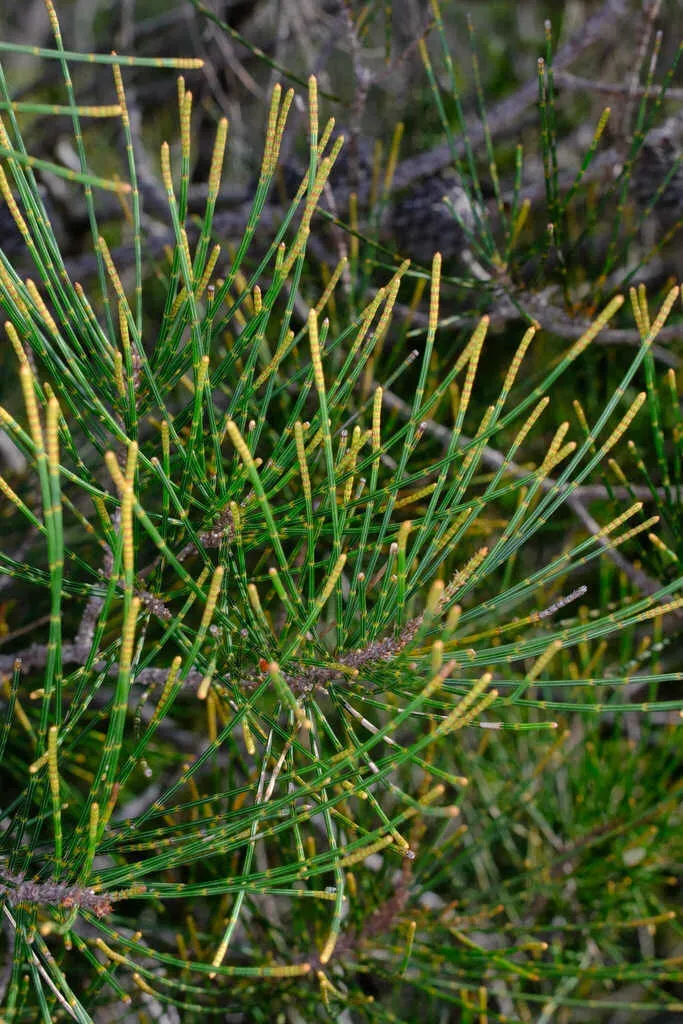 Allocasuarina Thalassoscopica