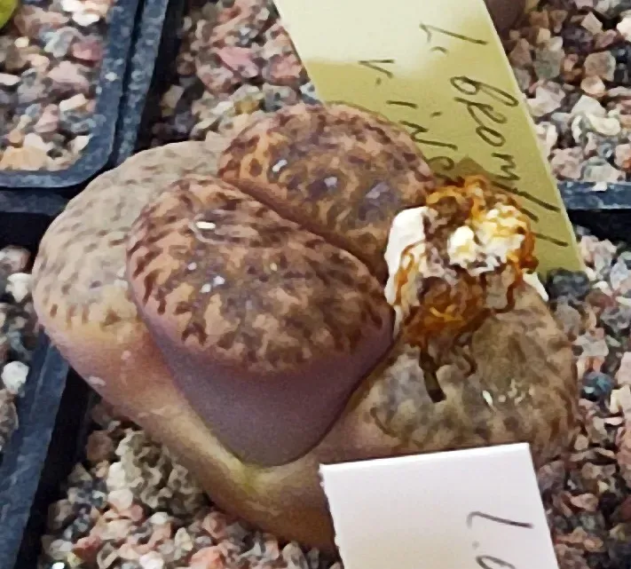 Lithops Bromfieldii