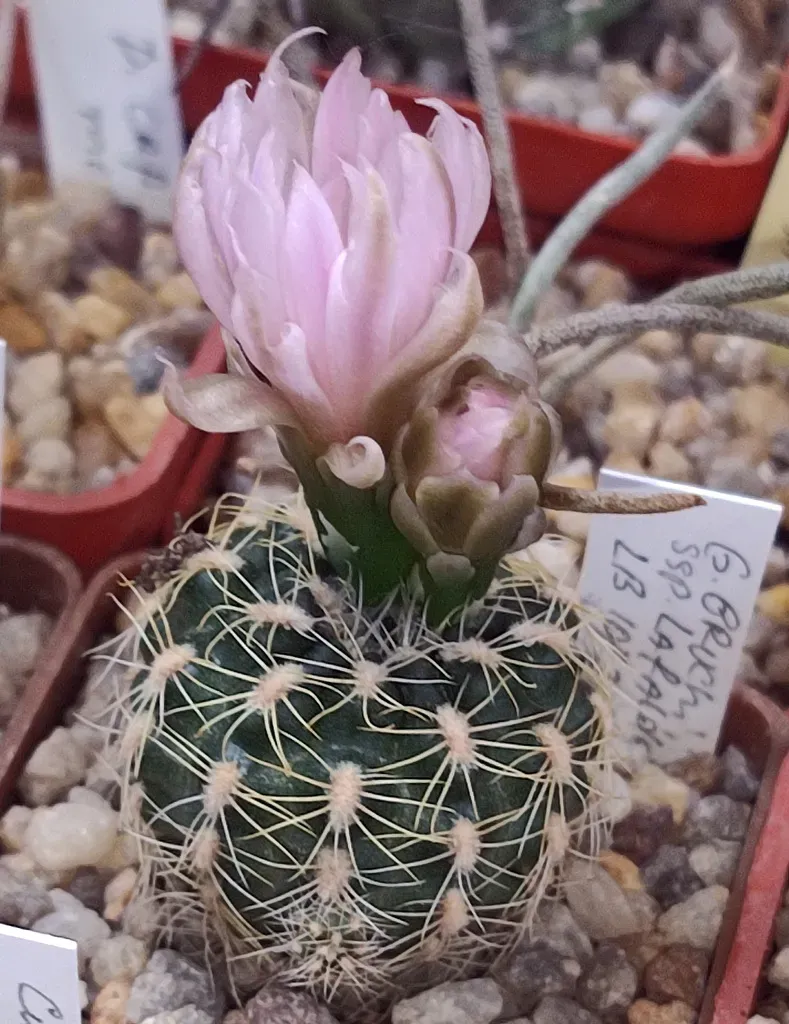 Gymnocalycium Bruchii