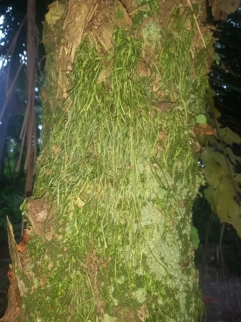 Cochlidium Linearifolium