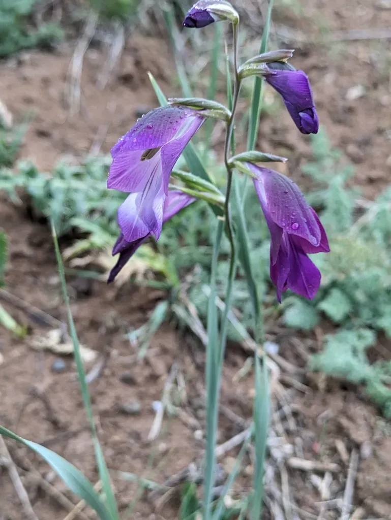 Steppe Gladiolus