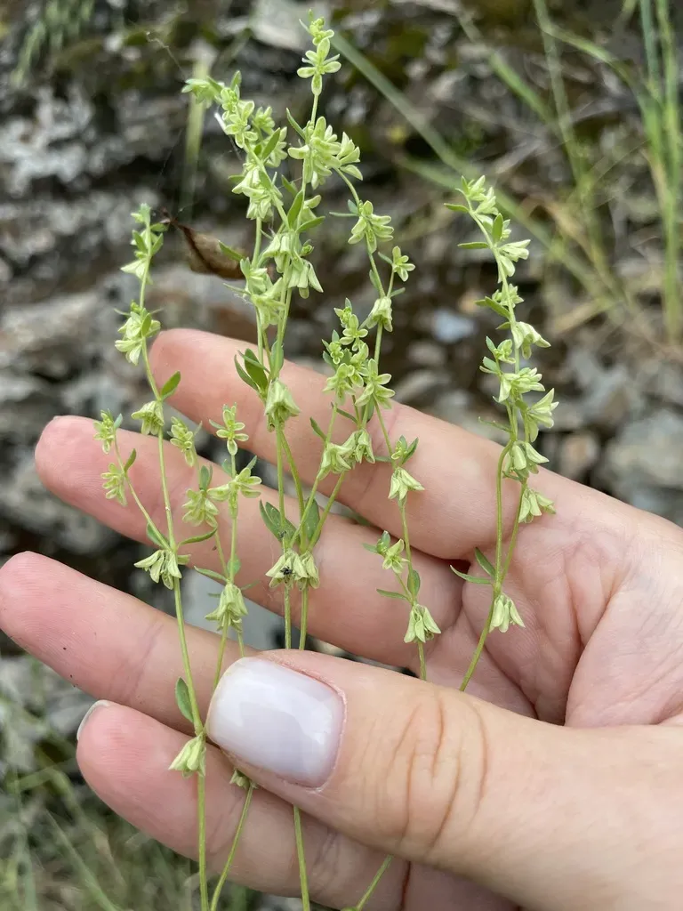 Callipeltis Cucullaris