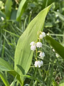 Lily Of The Valley