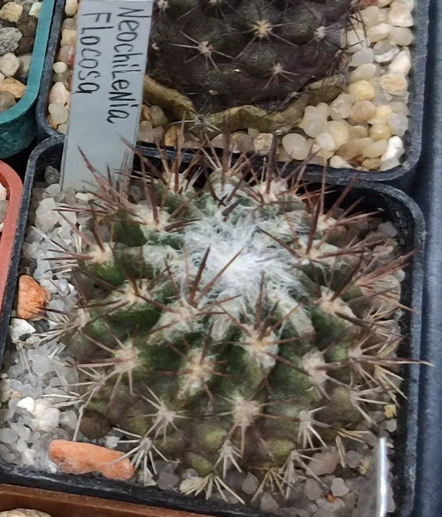 Eriosyce Taltalensis