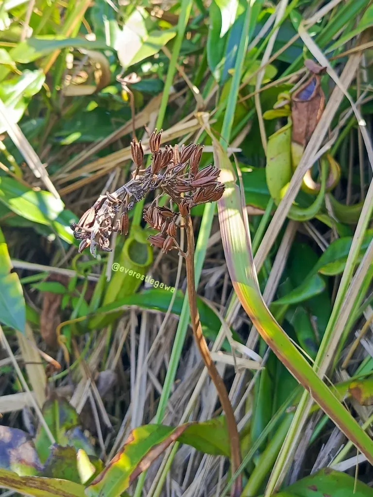 Nepenthes Gymnamphora