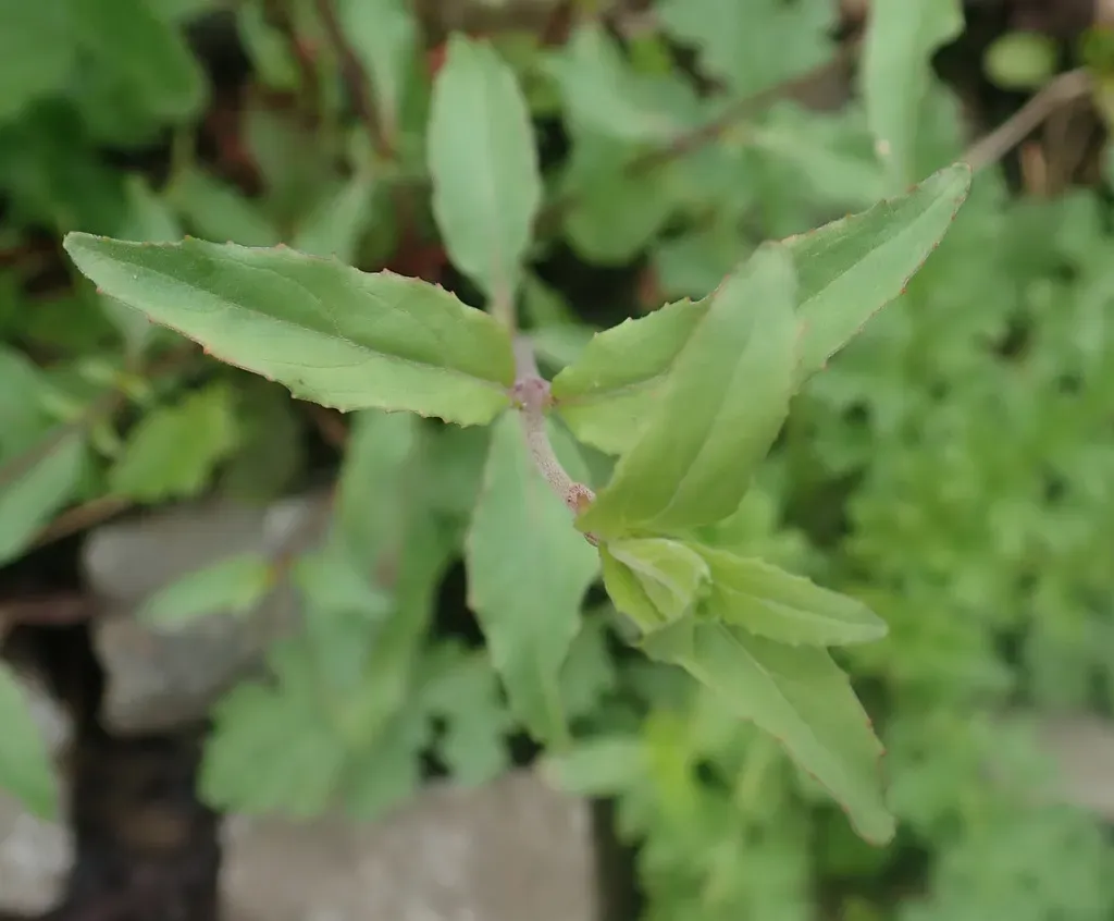 Spear-leaved Willowherb