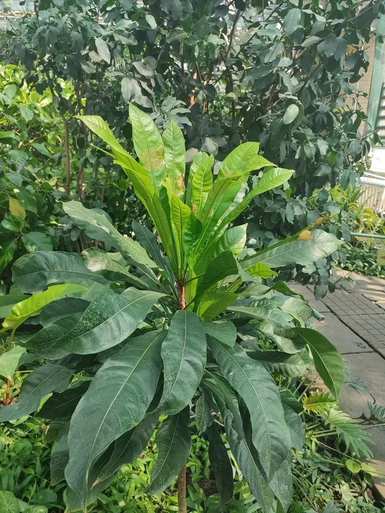 Erythrochiton Brasiliensis