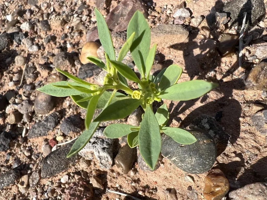 Paria Spurge