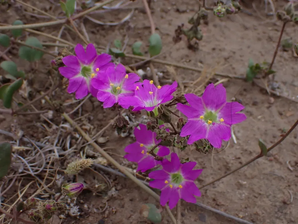 Mirabilis Cordifolia