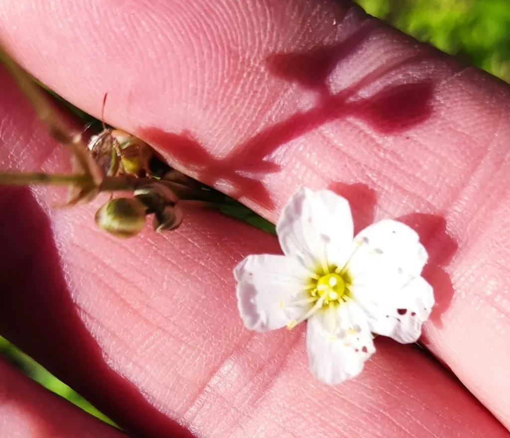Mojave Sandwort