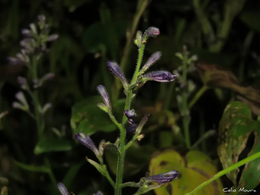Brazilian Water Hyacinth