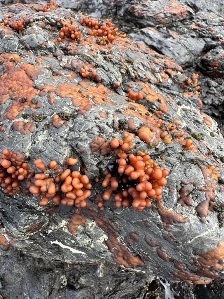 Apophlaea Sinclairii