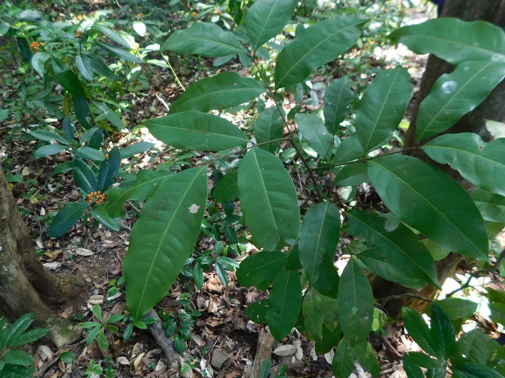 Mischocarpus Sundaicus