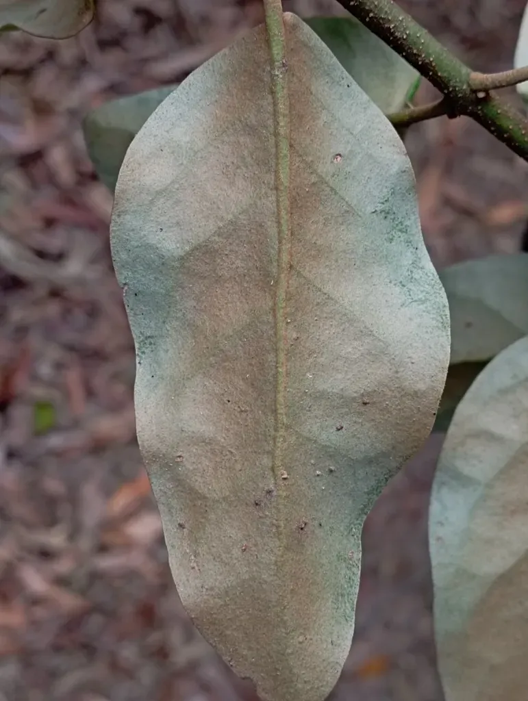 Taxillus Liquidambaricola