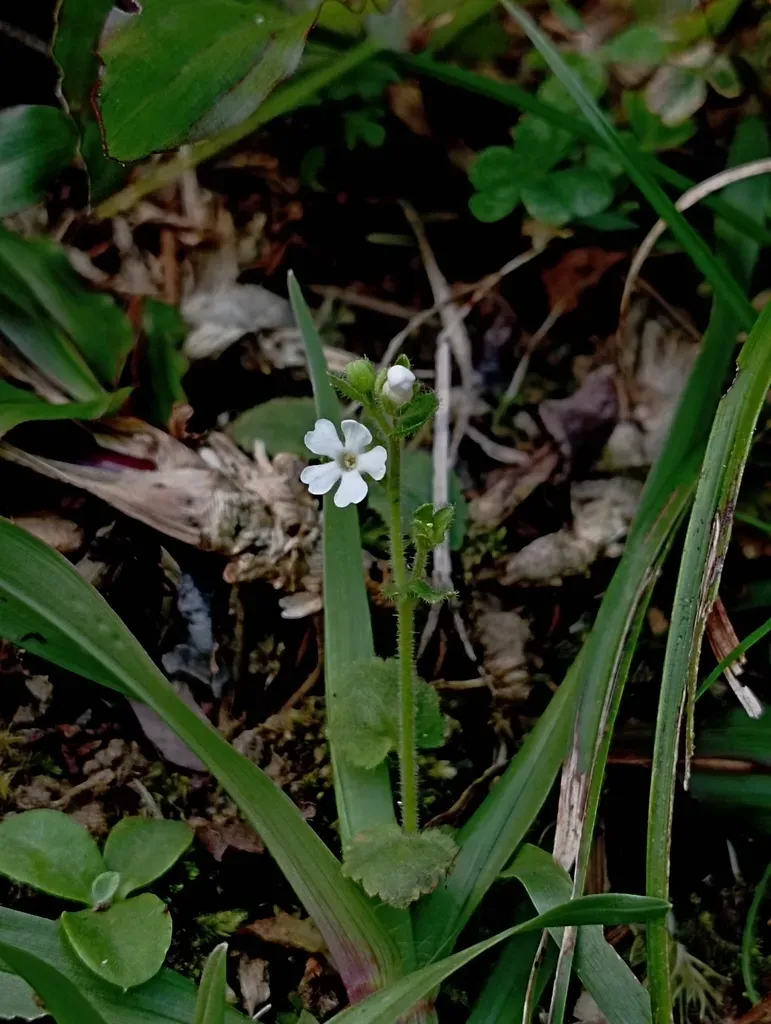 Stimpsonia Chamaedryoides