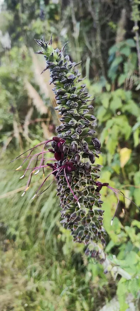 Quechuan Eclipse Sage