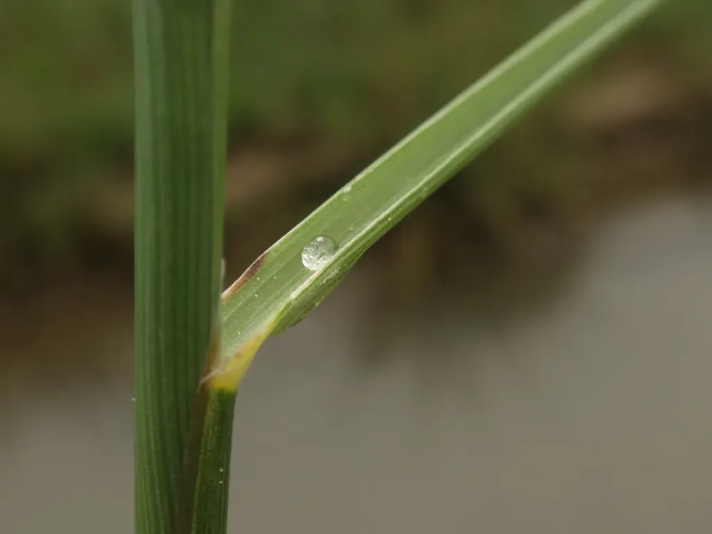 Puccinellia Festuciformis