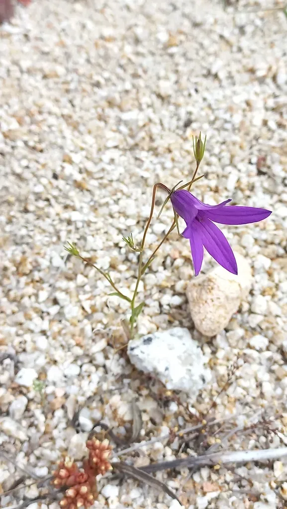 Campanula Matritensis