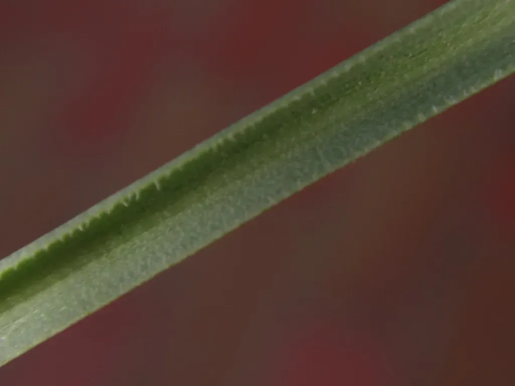 Ornithogalum Collinum