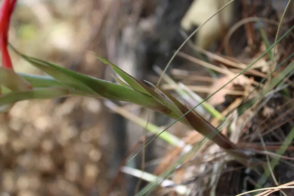 Pitcairnia Robert-downsii