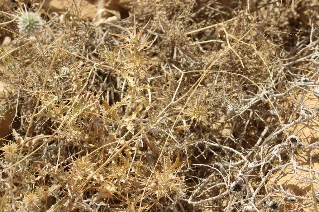 Atractylis Phaeolepis