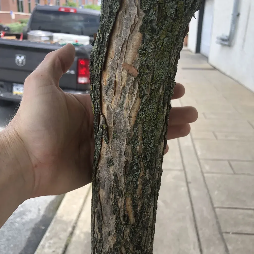 Three-flowered Maple