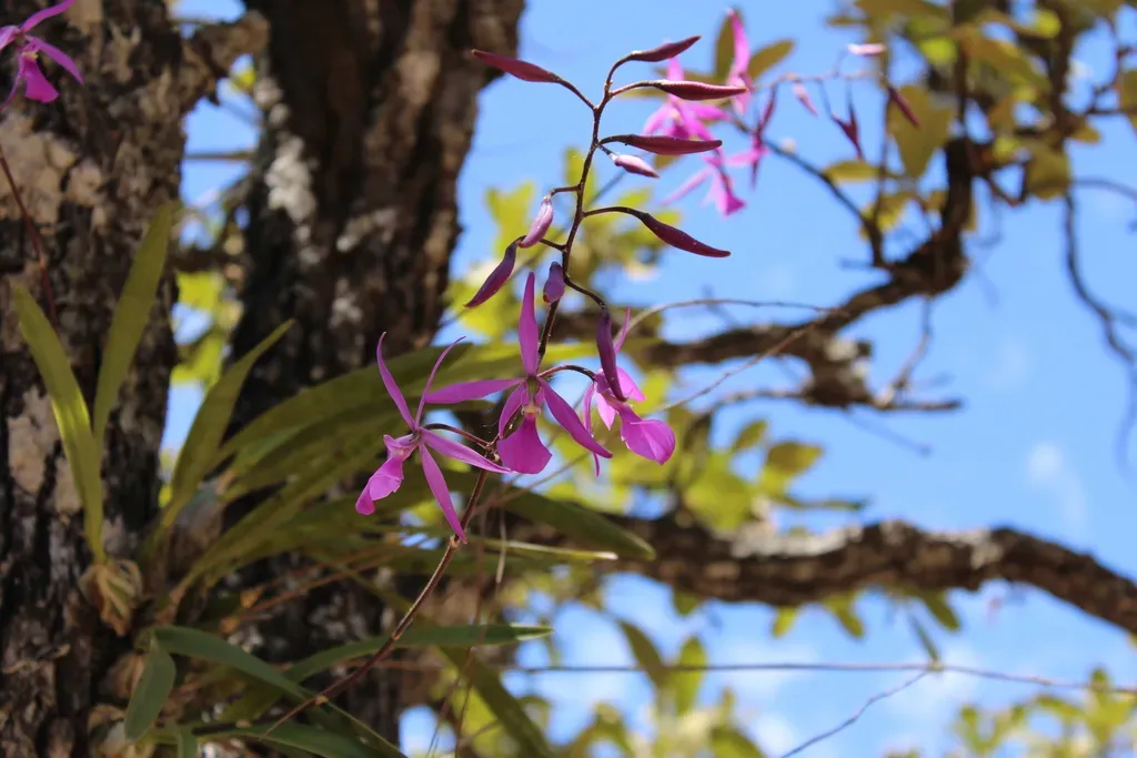 Encyclia Kennedyi