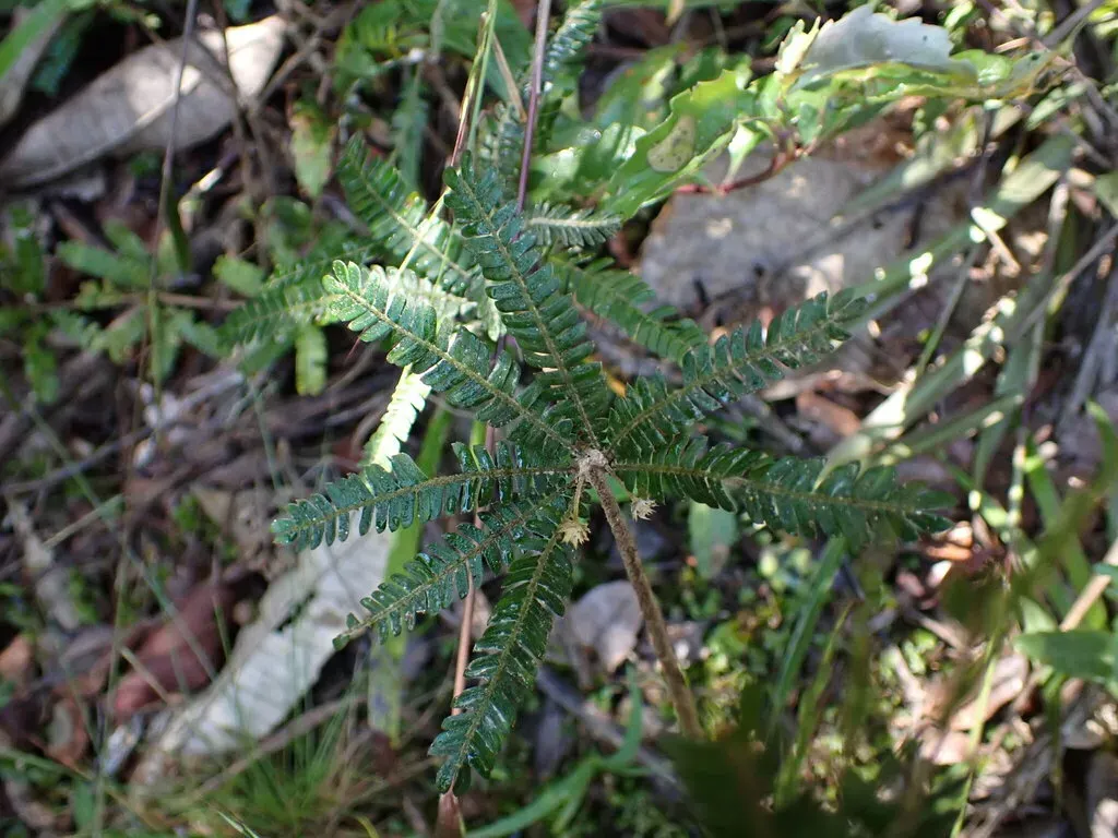 Biophytum Aeschynomenifolia