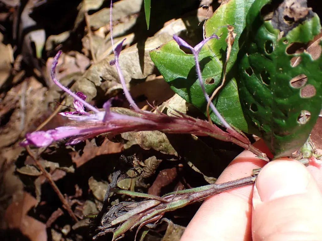 Brachystephanus Lyallii