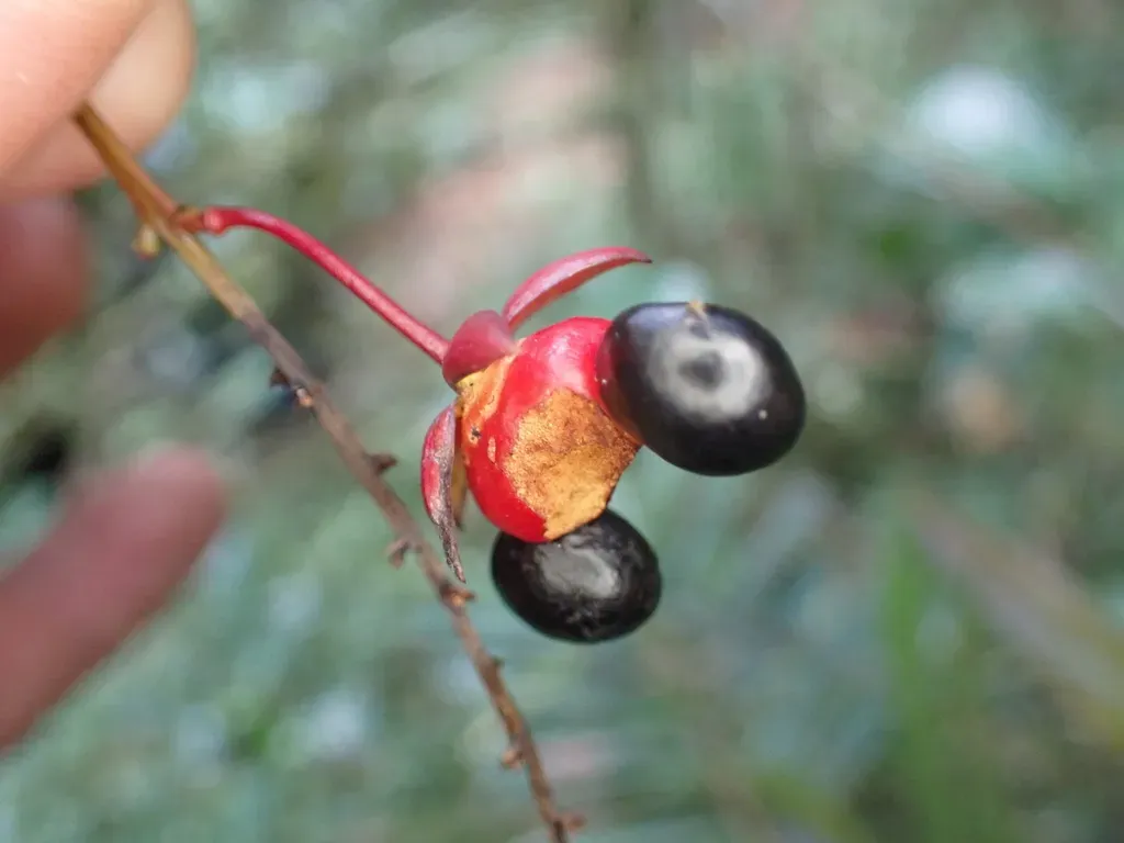 Campylospermum Dependens
