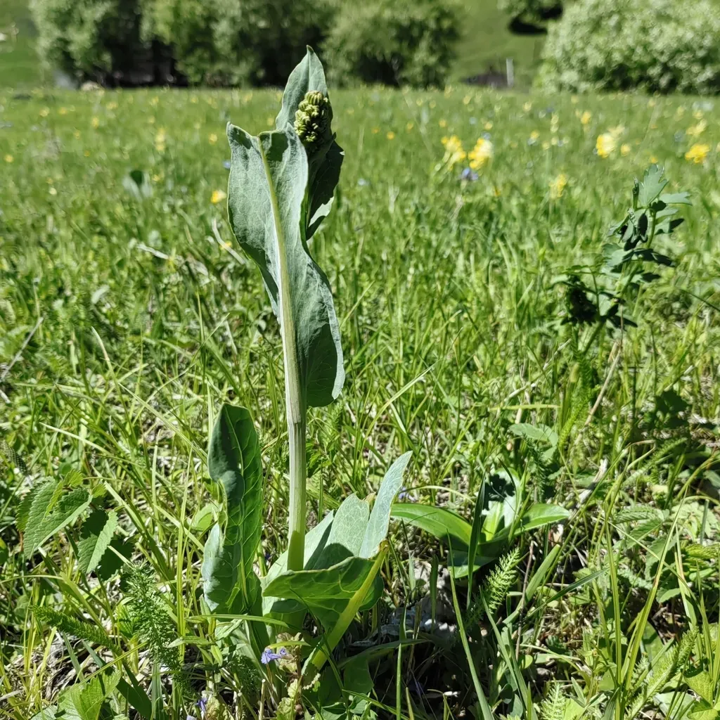 Ligularia Glauca